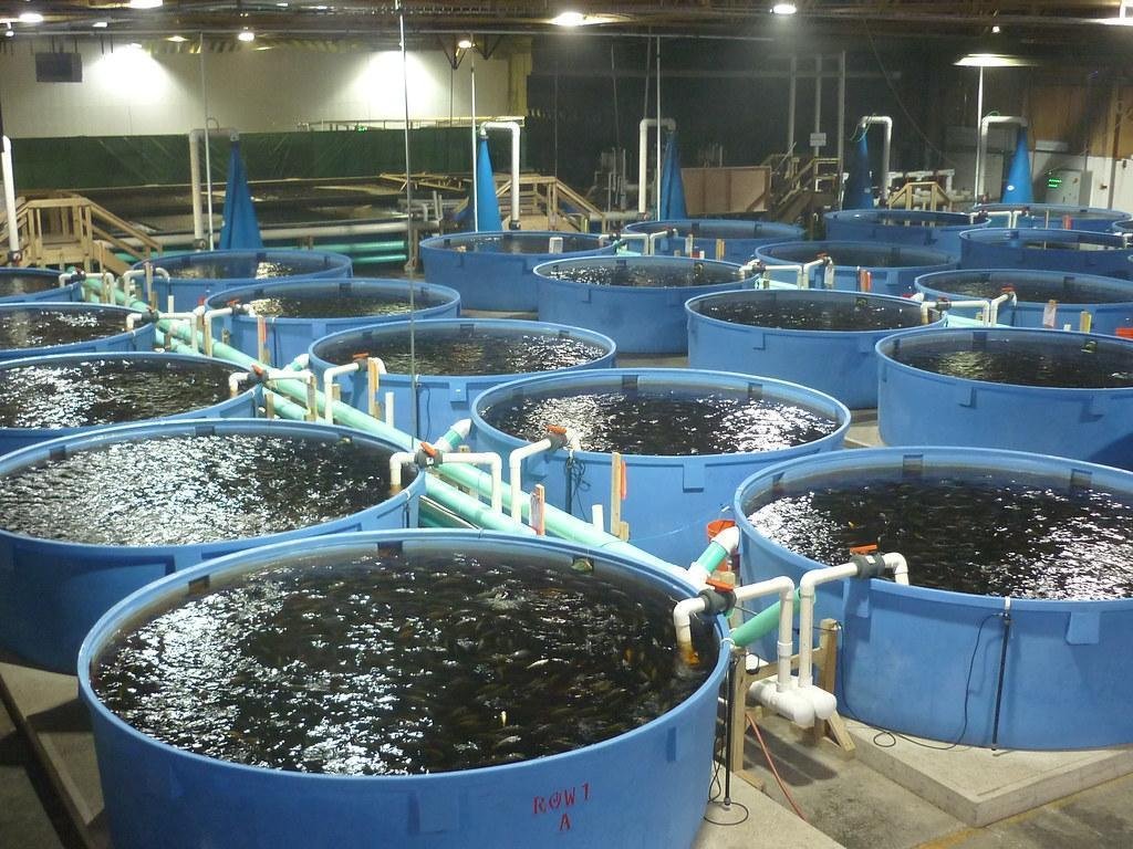 Fish Farming Benin City Fish Farming