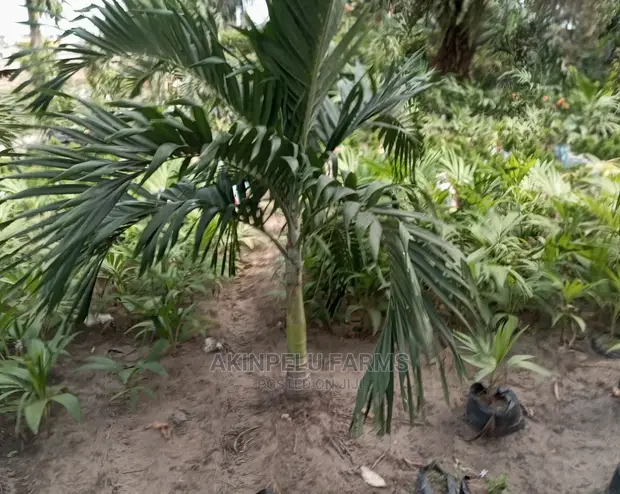 Akinpelu Farms Parks and Gardens Nigeria Ltd