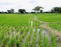 Ladipo Daniel Farms Limited