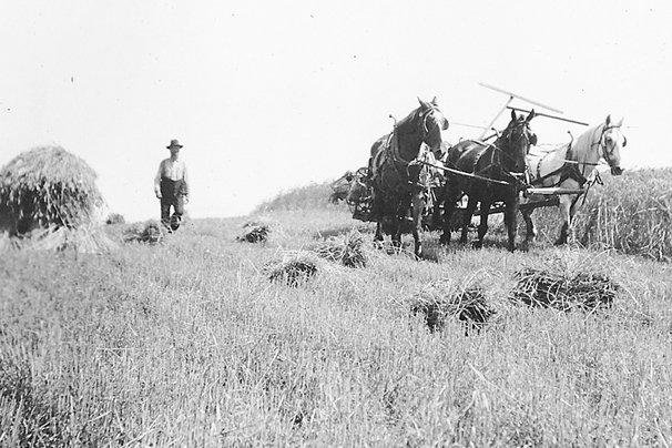 Lashone Farm