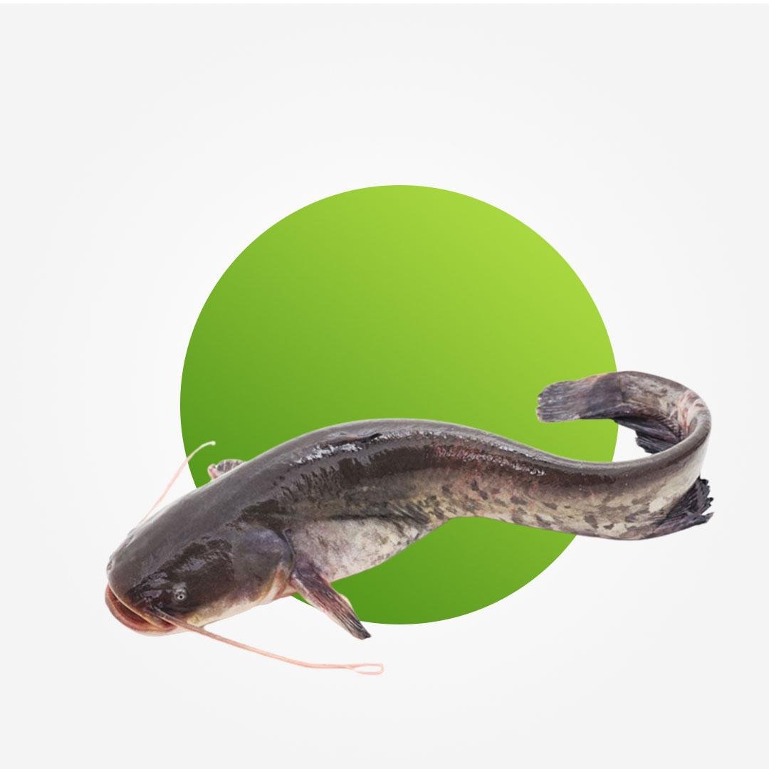 Fresh catfish (Big) – per piece