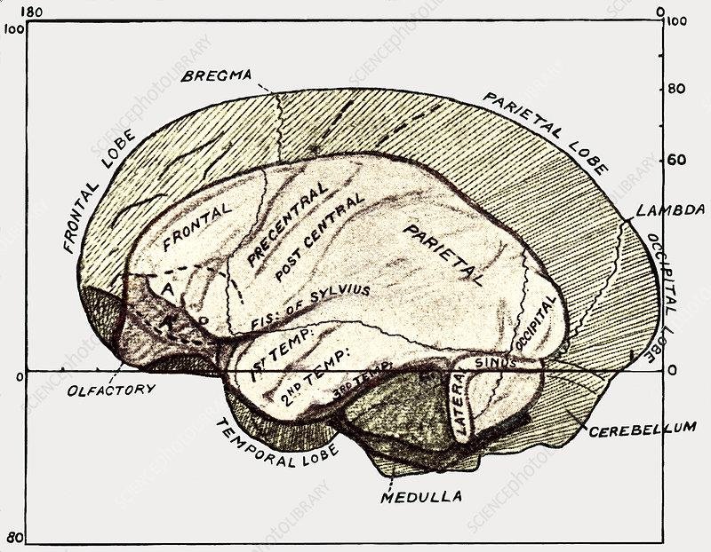 Gorilla Brain Lecture