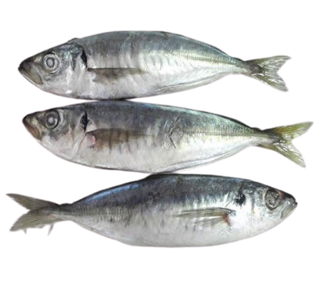 Horse Mackerel (Kote)