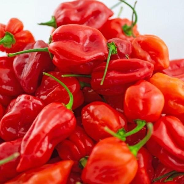 Red Habanero (per kg)