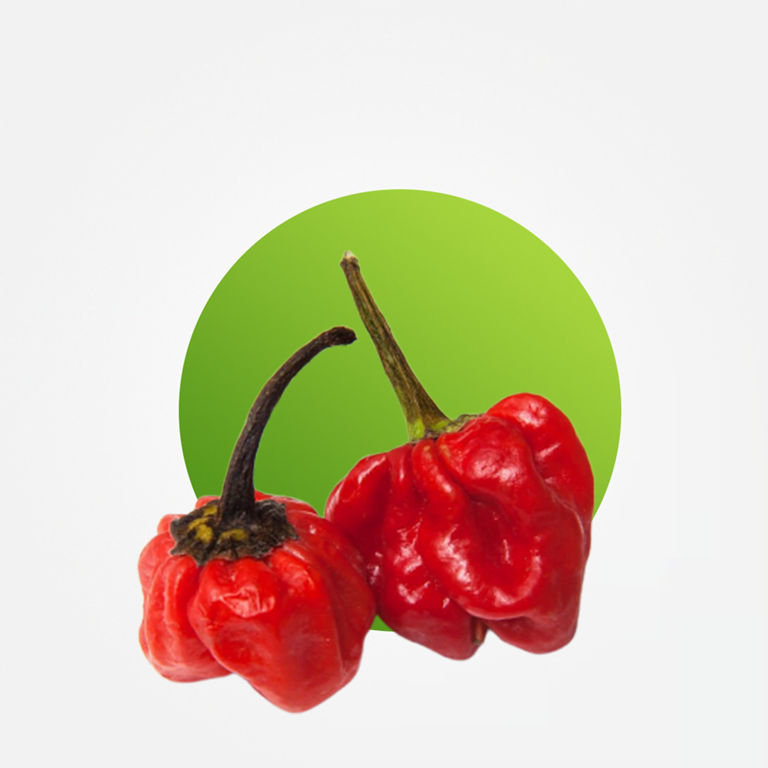 Rodo pepper (Scotch bonnet)