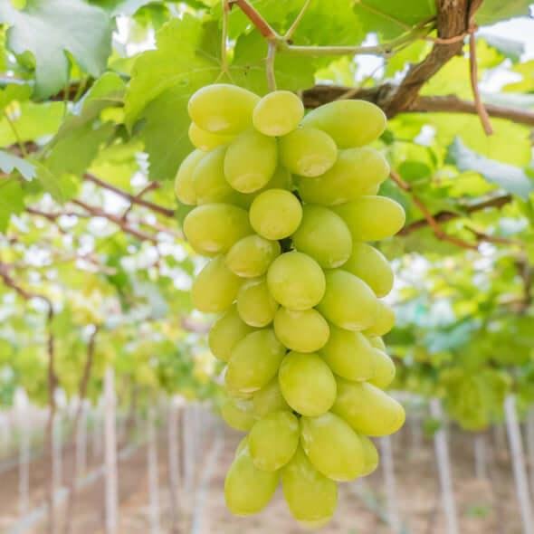 Seedless Grapes