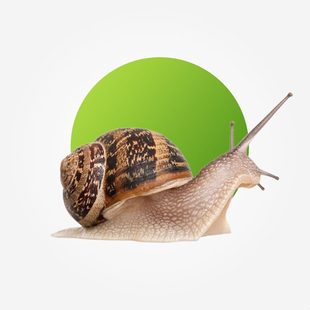 Snail – per pack of 20