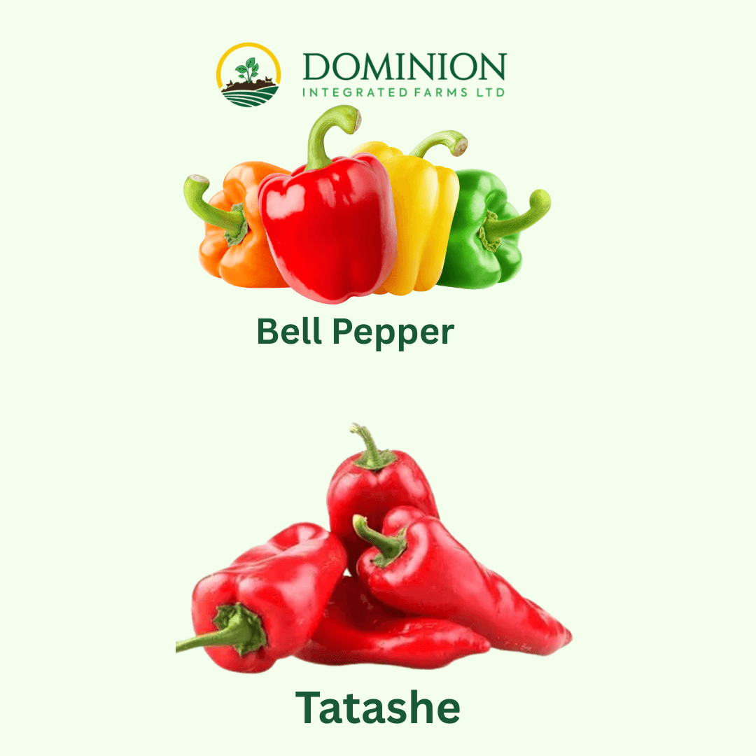 Tatashe (local bell peppers)