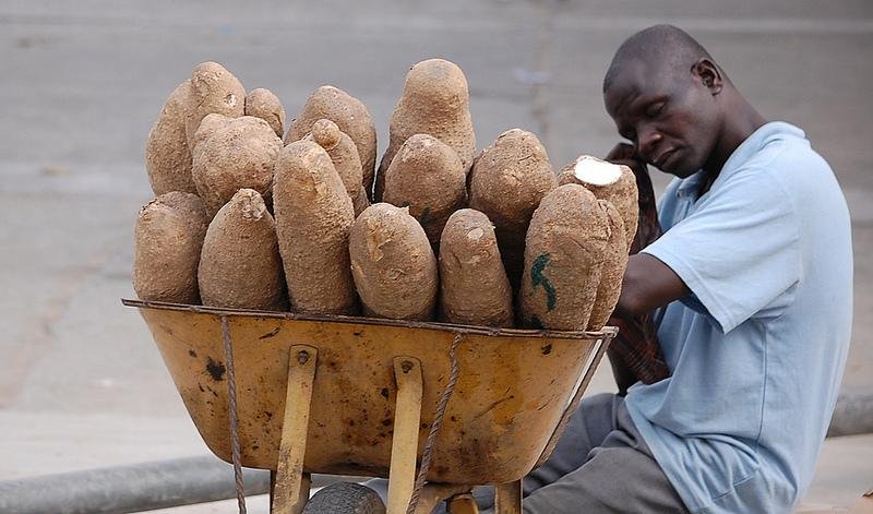 Yam – New yam