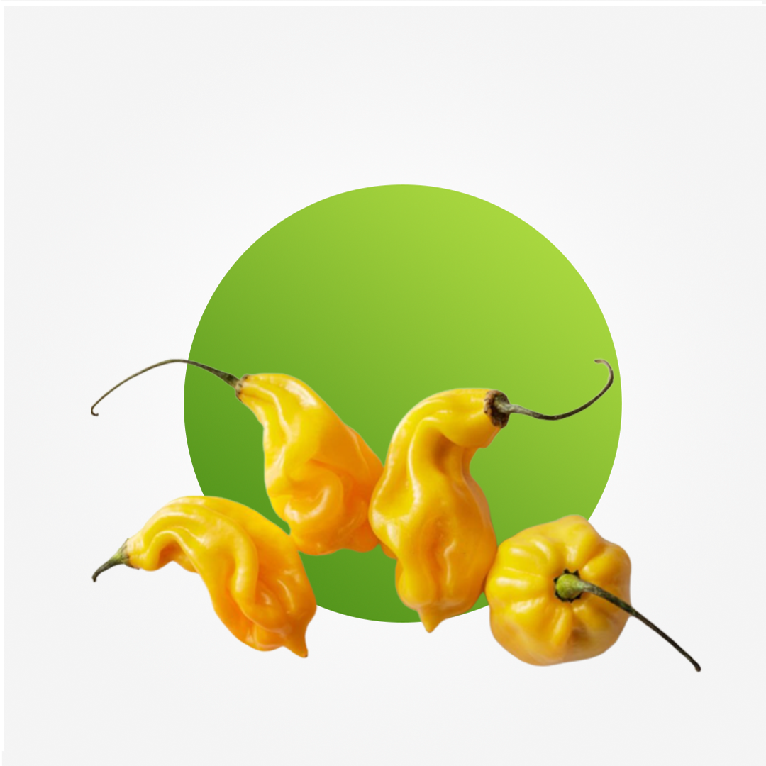 Yellow rodo per pack 100g