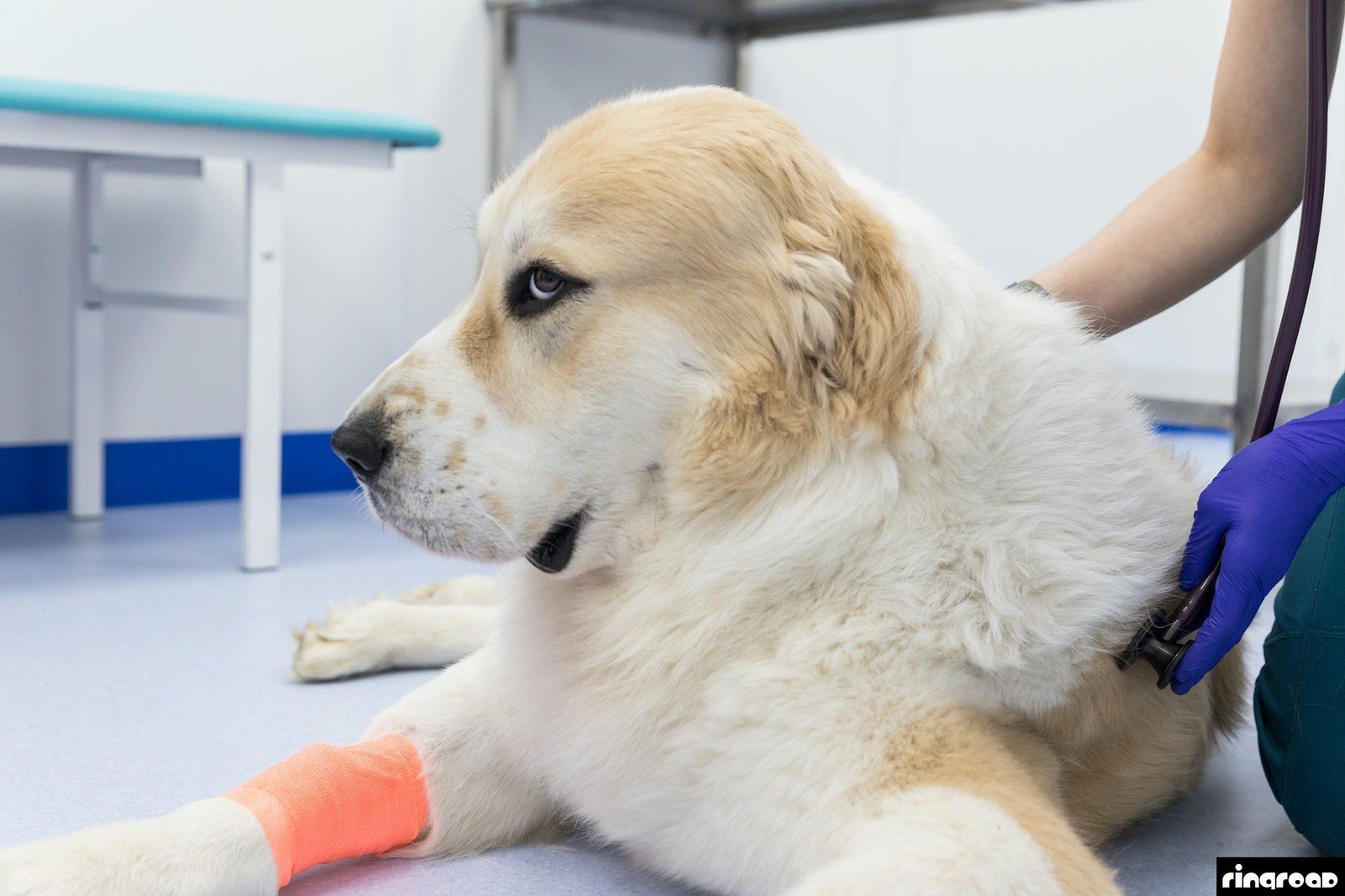The top deadliest illnesses in dogs are ?    www.pets.wild.ng